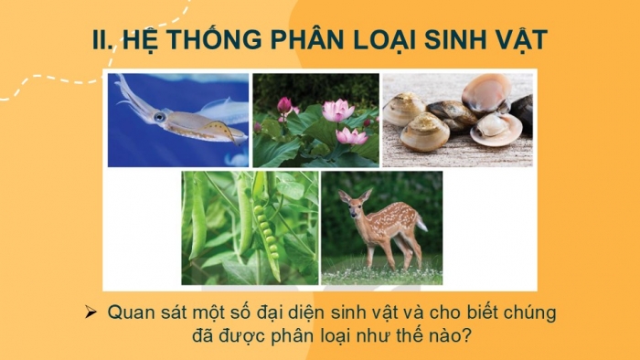 Giáo án PPT KHTN 6 kết nối Bài 25: Hệ thống phân loại sinh vật