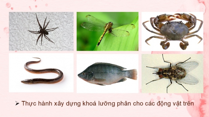 Giáo án PPT KHTN 6 kết nối Bài 26: Khoá lưỡng phân