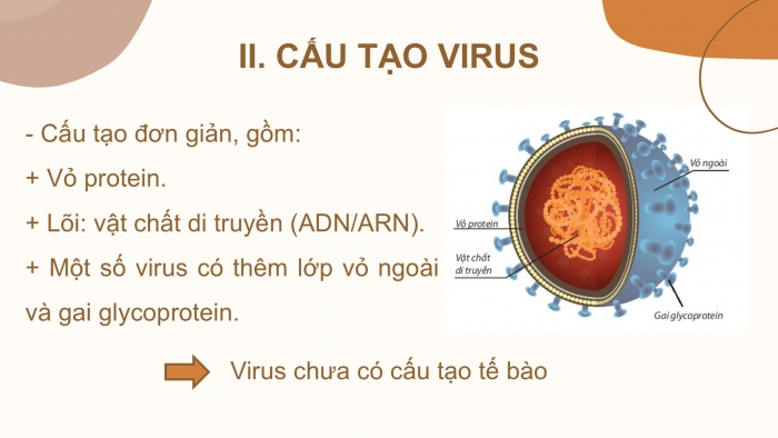 Giáo án PPT KHTN 6 kết nối Bài 29: Virus