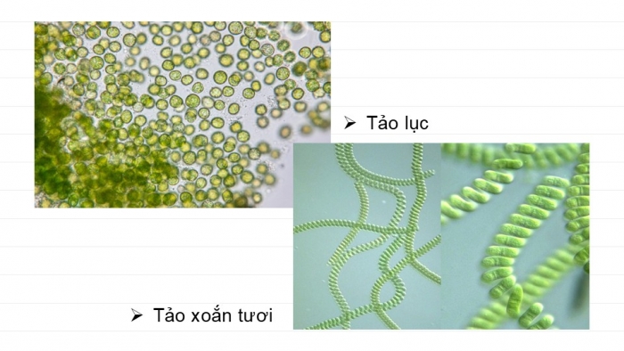 Giáo án PPT KHTN 6 kết nối Bài 30: Nguyên sinh vật