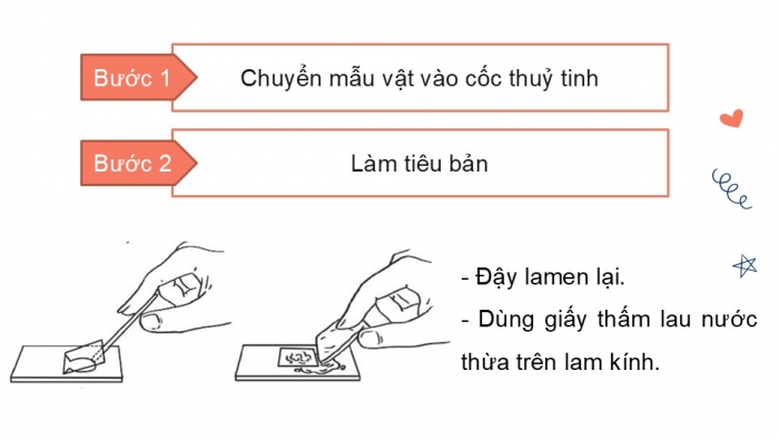 Giáo án PPT KHTN 6 kết nối Bài 31 Thực hành: Quan sát nguyên sinh vật