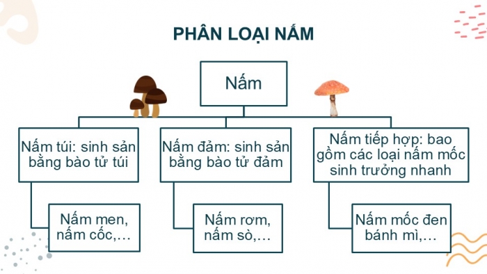 Giáo án PPT KHTN 6 kết nối Bài 32: Nấm