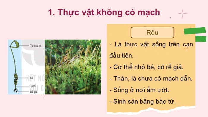 Giáo án PPT KHTN 6 kết nối Bài 34: Thực vật