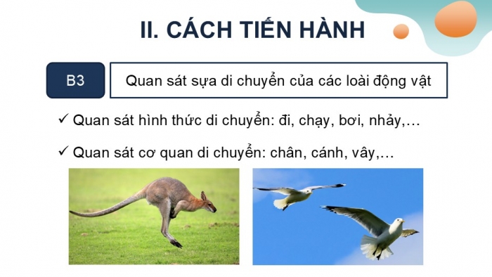 Giáo án PPT KHTN 6 kết nối Bài 37 Thực hành: Quan sát và nhận biết một số nhóm động vật ngoài thiên nhiên