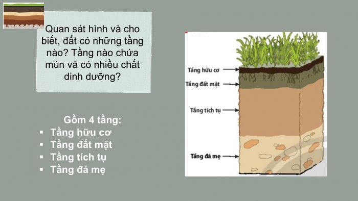 Giáo án PPT Địa lí 6 chân trời Bài 19: Lớp đất và các nhân tố hình thành đất. Một số nhóm đất điển hình