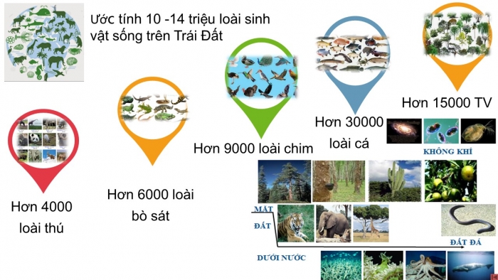 Giáo án PPT Địa lí 6 chân trời Bài 20: Sinh vật và sự phân bố các đới thiên nhiên. Rừng nhiệt đới