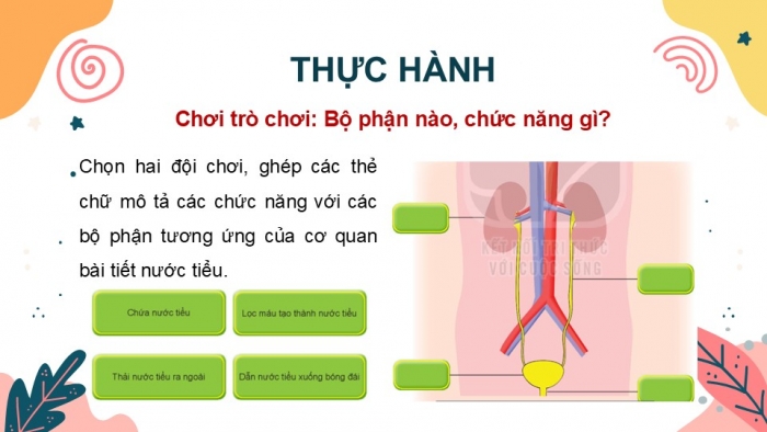 Giáo án PPT Tự nhiên và Xã hội 2 kết nối Bài 25: Tìm hiểu cơ quan bài tiết nước tiểu