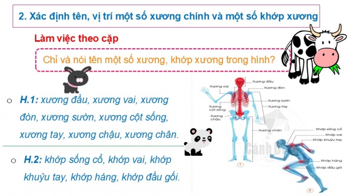 Giáo án PPT Tự nhiên và Xã hội 2 cánh diều Bài 14: Cơ quan vận động