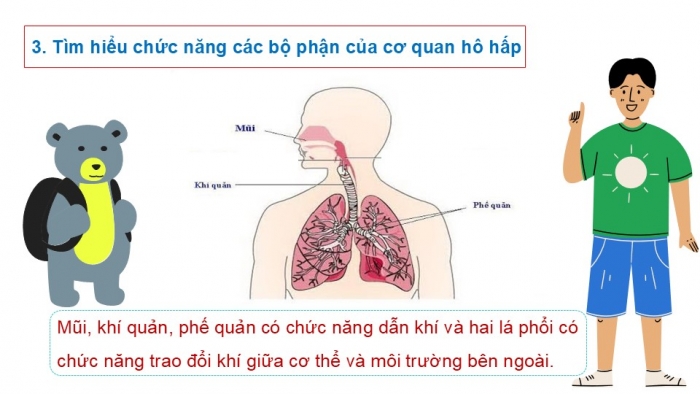 Giáo án PPT Tự nhiên và Xã hội 2 cánh diều Bài 16: Cơ quan hô hấp