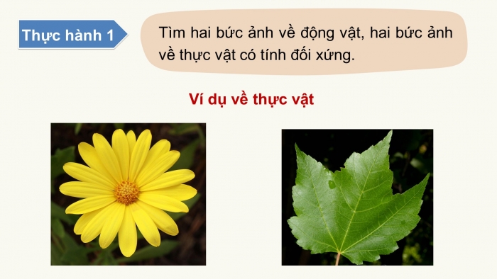 Giáo án PPT Toán 6 chân trời Bài 3: Vai trò của tính đối xứng trong thế giới tự nhiên