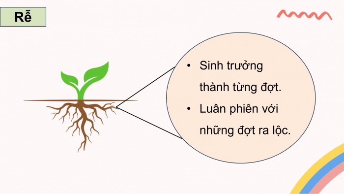 Giáo án điện tử Công nghệ 9 Trồng cây ăn quả Cánh diều Bài 8: Kĩ thuật trồng và chăm sóc cây ăn quả có múi