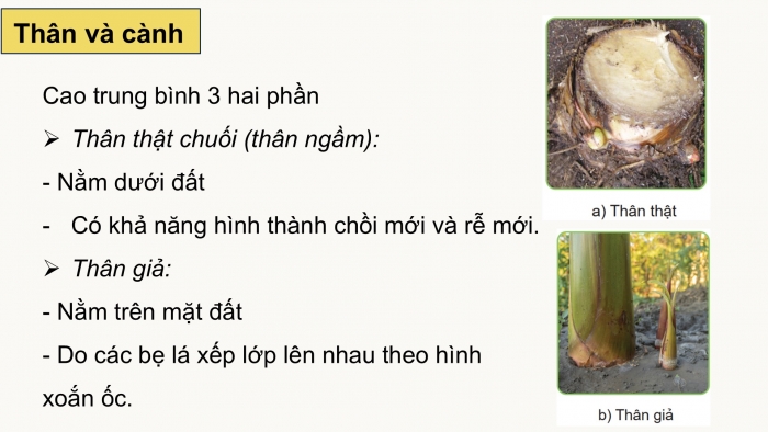 Giáo án điện tử Công nghệ 9 Trồng cây ăn quả Cánh diều Bài 9: Kĩ thuật trồng và chăm sóc cây chuối