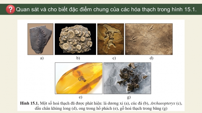 Giáo án điện tử Sinh học 12 cánh diều Bài 15: Bằng chứng tiến hóa