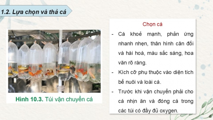 Giáo án điện tử chuyên đề Công nghệ 12 Lâm nghiệp Thuỷ sản Cánh diều Bài 10: Kĩ thuật nuôi dưỡng, chăm sóc một số loại cá cảnh phổ biến