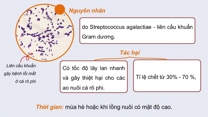 Giáo án điện tử Công nghệ 12 Lâm nghiệp - Thủy sản Kết nối Bài 24: Một số bệnh thủy sản phổ biến và biện pháp phòng, trị