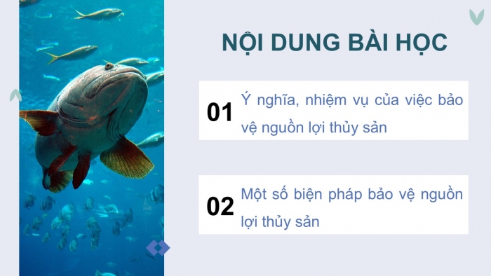 Giáo án điện tử Công nghệ 12 Lâm nghiệp - Thủy sản Kết nối Bài 26: Bảo vệ nguồn lợi thủy sản