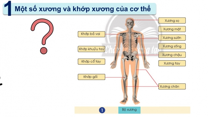 Giáo án PPT Tự nhiên và Xã hội 2 chân trời Bài 19: Cơ quan vận động