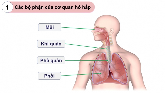 Giáo án PPT Tự nhiên và Xã hội 2 chân trời Bài 21: Cơ quan hô hấp