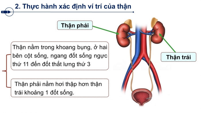 Giáo án PPT Tự nhiên và Xã hội 2 chân trời Bài 23: Cơ quan bài tiết nước tiểu