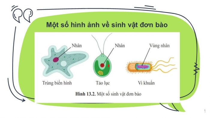 Giáo án PPT KHTN 6 cánh diều Bài 13: Từ tế bào đến cơ thể