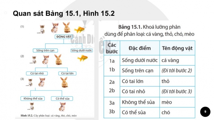 Giáo án PPT KHTN 6 cánh diều Bài 15: Khoá lưỡng phân