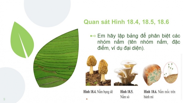 Giáo án PPT KHTN 6 cánh diều Bài 18: Đa dạng nấm