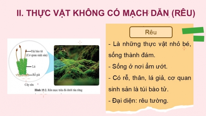 Giáo án PPT KHTN 6 cánh diều Bài 19: Đa dạng thực vật