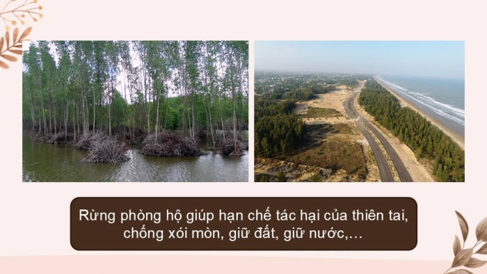 Giáo án PPT KHTN 6 cánh diều Bài 24: Đa dạng sinh học