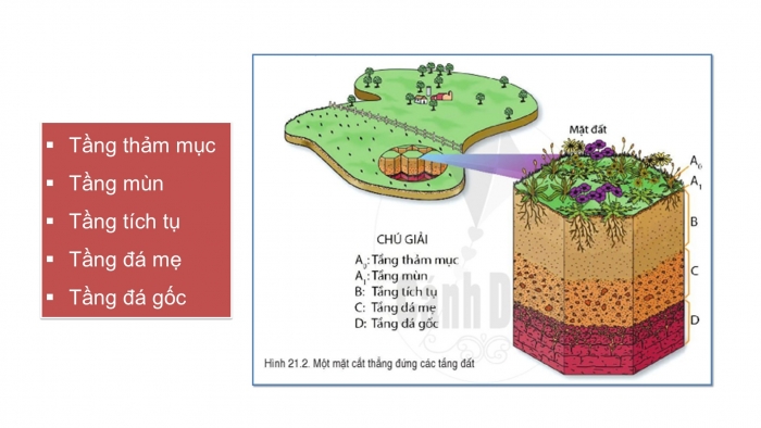 Giáo án PPT Địa lí 6 cánh diều Bài 21: Lớp đất trên Trái Đất