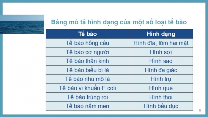 Giáo án PPT KHTN 6 chân trời Bài 17: Tế bào