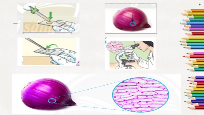 Giáo án PPT KHTN 6 chân trời Bài 18: Thực hành quan sát tế bào thực vật