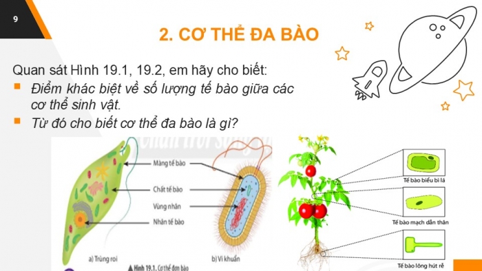 Giáo án PPT KHTN 6 chân trời Bài 19: Cơ thể đơn bào và cơ thể đa bào