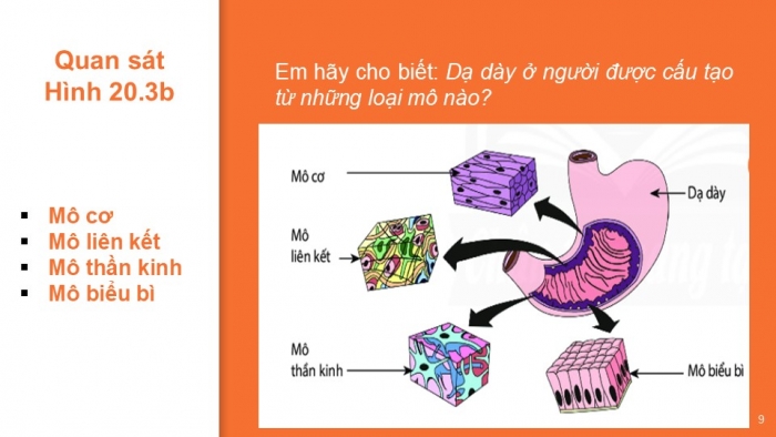 Giáo án PPT KHTN 6 chân trời Bài 20: Các cấp độ tổ chức trong cơ thể đa bào