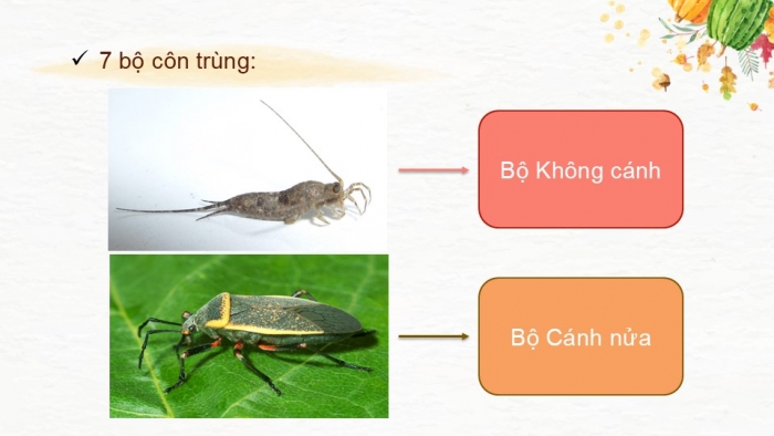 Giáo án PPT KHTN 6 chân trời Bài 23: Thực hành xây dựng khoá lưỡng phân