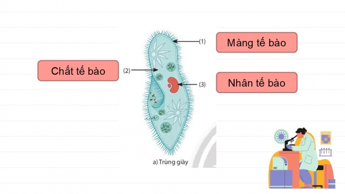 Giáo án PPT KHTN 6 chân trời Bài 27: Nguyên sinh vật