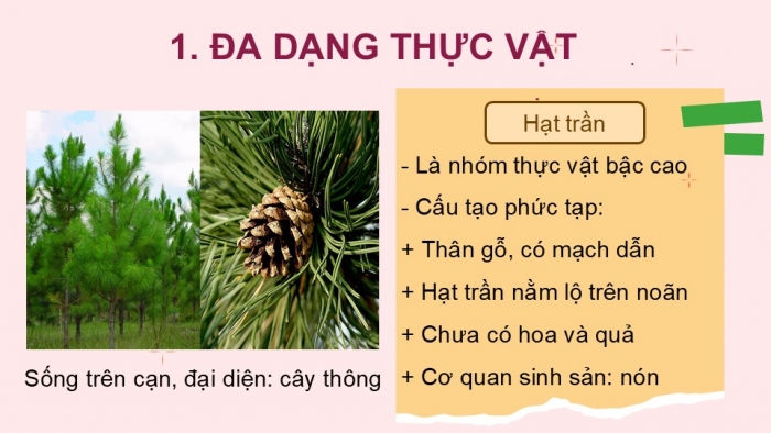 Giáo án PPT KHTN 6 chân trời Bài 29: Thực vật