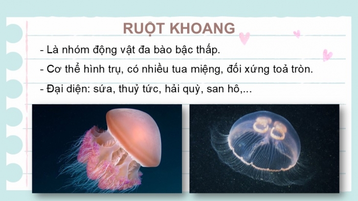 Giáo án PPT KHTN 6 chân trời Bài 31: Động vật