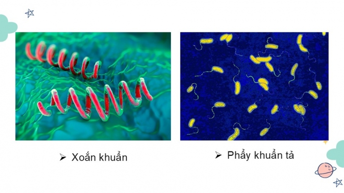 Giáo án PPT KHTN 6 chân trời Ôn tập Chủ đề 8