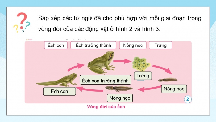 Giáo án điện tử Khoa học 5 cánh diều Bài 11: Vòng đời của động vật đẻ trứng và động vật đẻ con