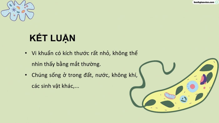 Giáo án điện tử Khoa học 5 cánh diều Bài 12: Vi khuẩn và vi khuẩn gây bệnh ở người