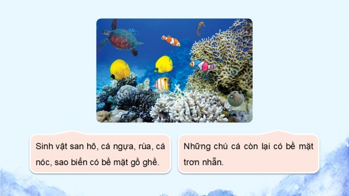 Giáo án điện tử Mĩ thuật 5 cánh diều Bài 9: Sinh vật biển