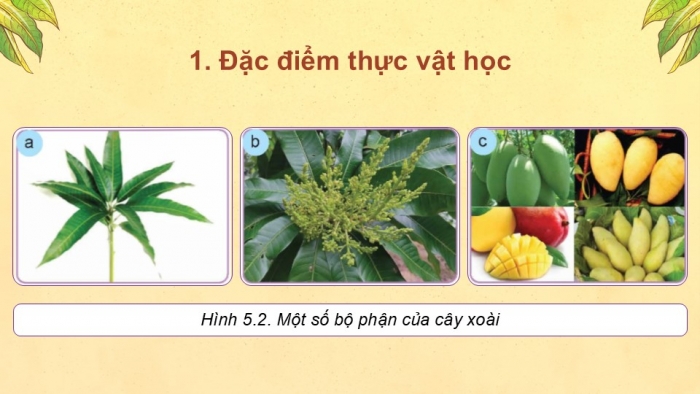 Giáo án điện tử Công nghệ 9 Trồng cây ăn quả Kết nối Bài 5: Kĩ thuật trồng và chăm sóc cây xoài