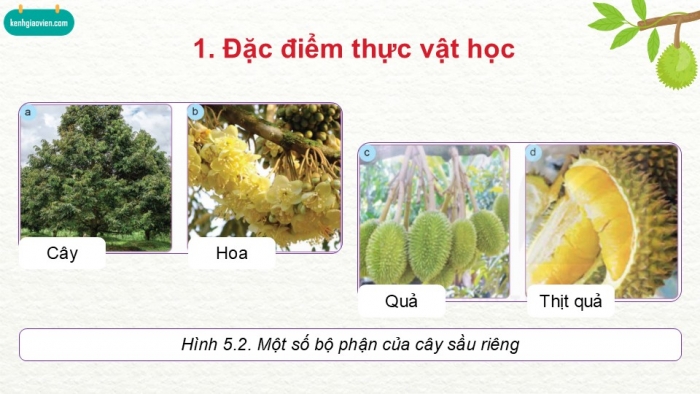 Giáo án điện tử Công nghệ 9 Trồng cây ăn quả Kết nối Bài 6: Kĩ thuật trồng và chăm sóc cây sầu riêng