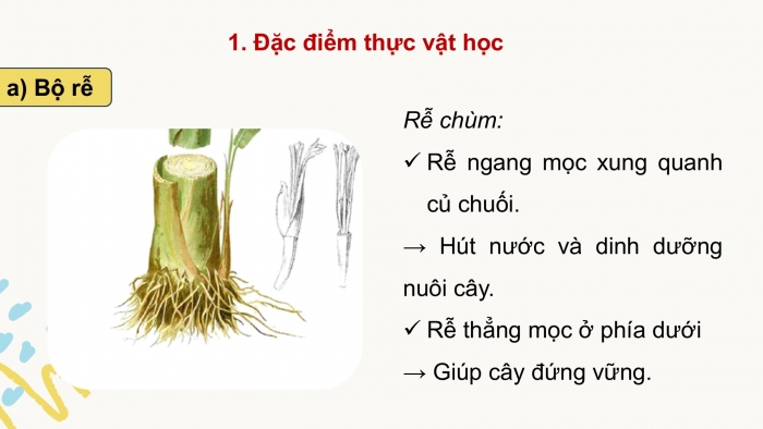 Giáo án điện tử Công nghệ 9 Trồng cây ăn quả Kết nối Bài 7: Kĩ thuật trồng và chăm sóc cây chuối