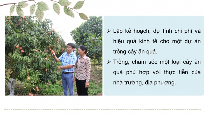 Giáo án điện tử Công nghệ 9 Trồng cây ăn quả Kết nối Bài 8: Dự án Trồng cây ăn quả