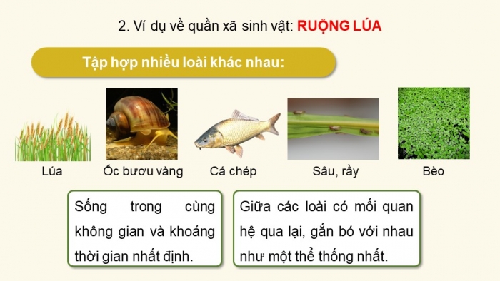 Giáo án điện tử Sinh học 12 kết nối Bài 26: Quần xã sinh vật