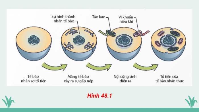 Giáo án điện tử KHTN 9 chân trời - Phân môn Sinh học Bài 48: Phát sinh và phát triển của sự sống trên Trái Đất