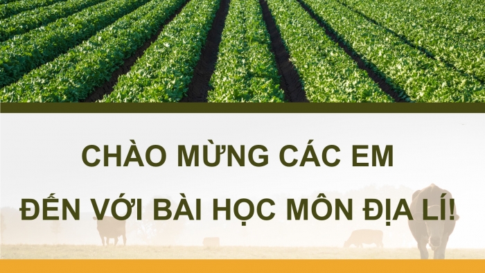 Giáo án điện tử Địa lí 12 chân trời Bài 39: Thực hành Tìm hiểu địa lí địa phương