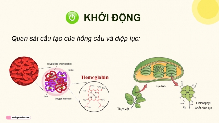 Giáo án điện tử Hoá học 12 kết nối Bài 28: Sơ lược về phức chất