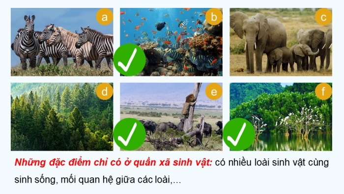 Giáo án điện tử Sinh học 12 kết nối Bài 27: Thực hành Tìm hiểu cấu trúc dinh dưỡng của quần xã trong tự nhiên